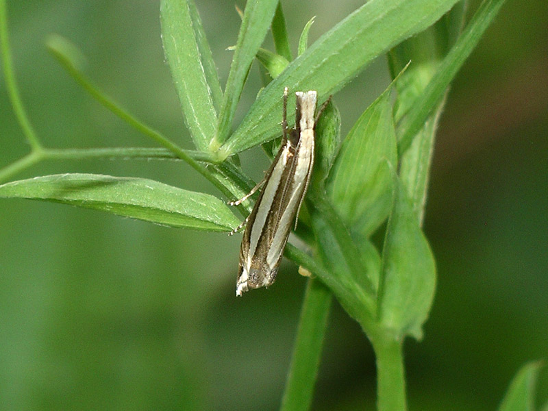 Angustalius malacellus